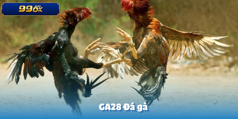 GA28 Đá gà