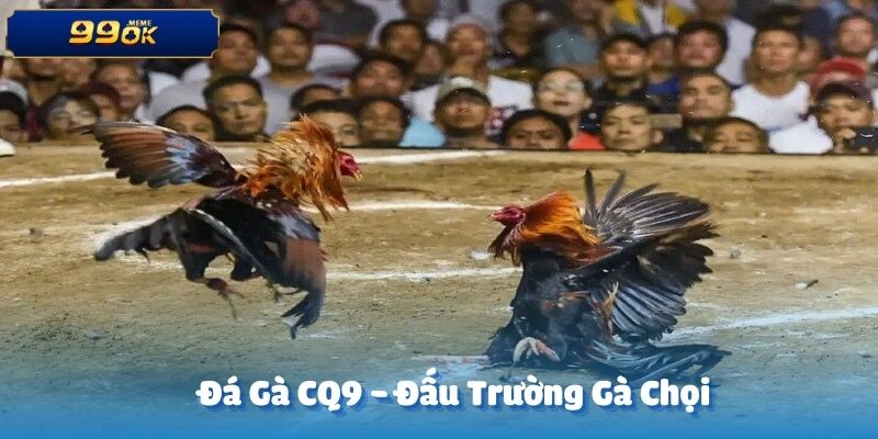  Sảnh đá gà CQ9 tại nhà cái 99OK là một trong những sân chơi cá cược uy tín nhất