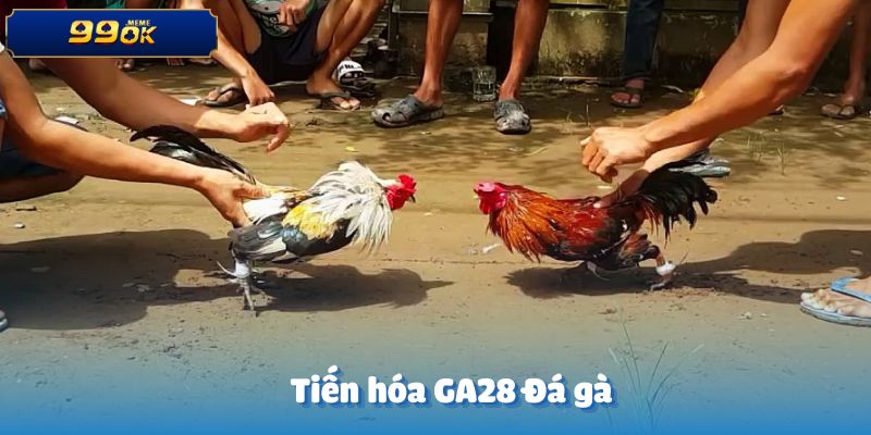 Tổng quan về sự tiến hóa của GA28 Đá gà