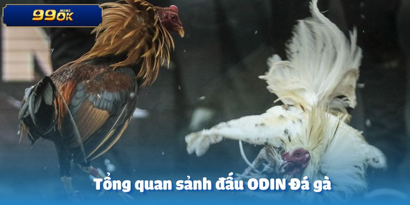 Khái quát về sảnh đấu ODIN Đá gà