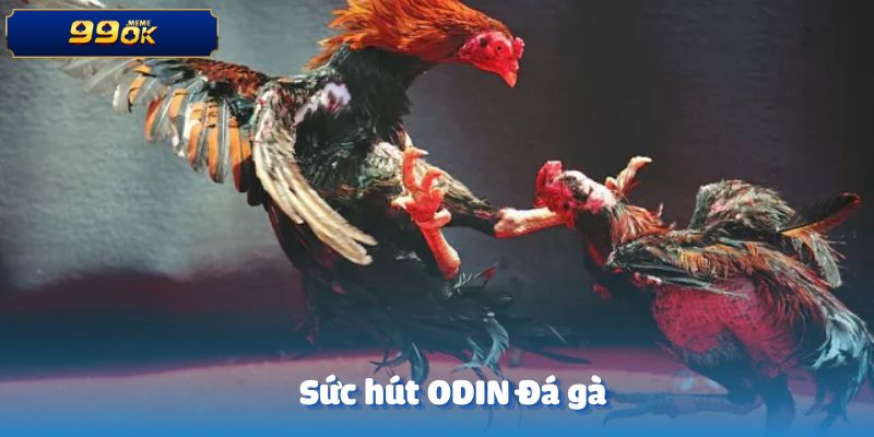 Khám phá sức hút của ODIN Đá gà