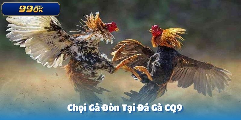Chọi gà đòn tại trường đấu đá gà CQ9 là một hình thức thi đấu đầy tính chiến thuật