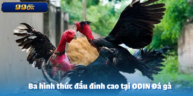 Ba hình thức tranh tài đỉnh cao tại ODIN Đá gà