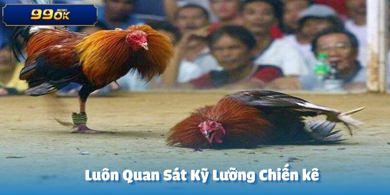 Hãy quan sát thật kỹ ngoại hình của những chiến kê tại trường đấu đá gà WS168