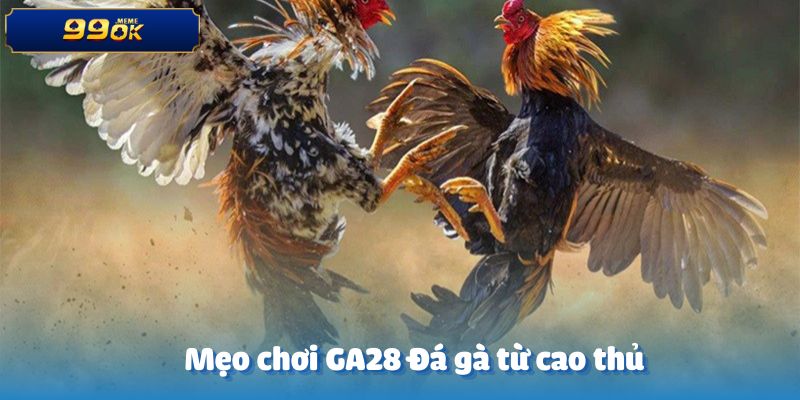 Chia sẻ mẹo chơi GA28 Đá gà từ các cao thủ có kinh nghiệm lâu năm
