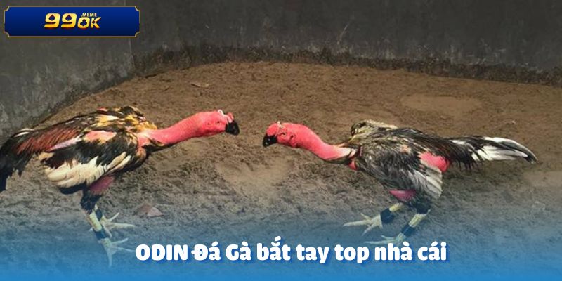 ODIN Đá Gà hợp tác cùng các trang cá cược hàng đầu