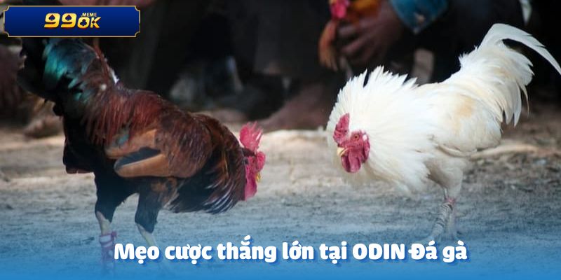 Mẹo cá cược thắng lớn tại ODIN Đá gà
